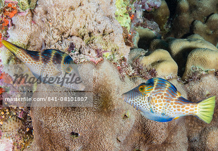 Mating display by pair of Wire-net filefish (Cantherhines paradalis), Queensland, Australia, Pacific