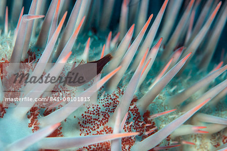Small fish hides in the venomous spines of a crown of thorns starfish (Acanthaster planci), Cairns, Queensland, Australia, Pacific