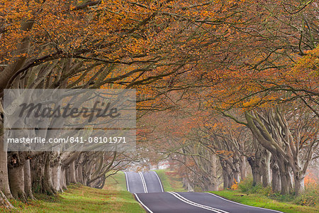 Country road passing through a tunnel of colourful autumnal beech trees, Dorset, England, United Kingdom, Europe