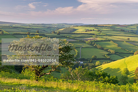 Hawthorn tree with blossom at The Punchbowl on Winsford Hill, Exmoor, Somerset, England, United Kingdom, Europe