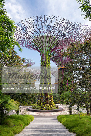 The Supertrees in the Garden By The Bay in Singapore, Southeast Asia, Asia The Supertrees in the Garden By The Bay in Singapore, Southeast Asia, Asia