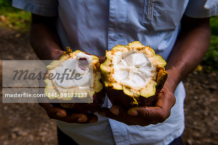 Man holding a open cocoa bean (cacao bean) (Theobroma cacao), Plantation Roca Monte Cafe, Sao Tome, Sao Tome and Principe, Atlantic Ocean, Africa