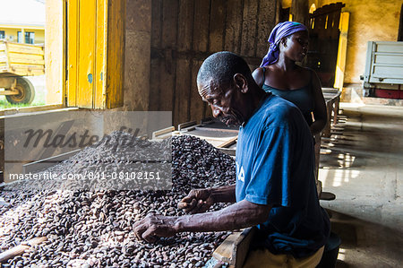 Man collecting cocoa beans at the Cocoa plantation Roca Aguaize, East coast of Sao Tome, Sao Tome and Principe, Atlantic Ocean, Africa