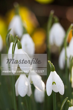 Snowdrops, Cotswolds, Gloucestershire, England, United Kingdom, Europe