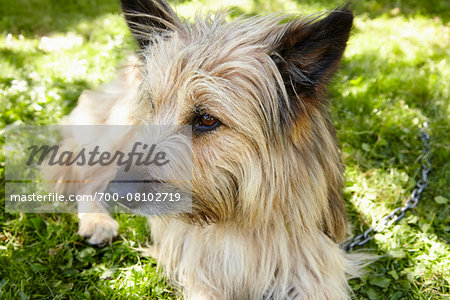 Close-up portrait of Carin terrier dog lying in grass in the backyard in summer, Abruzzo, Italy