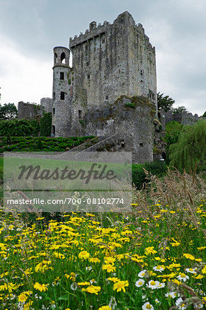 Yellow daisys in field with Blarney Castle, County Cork, Republic of Ireland