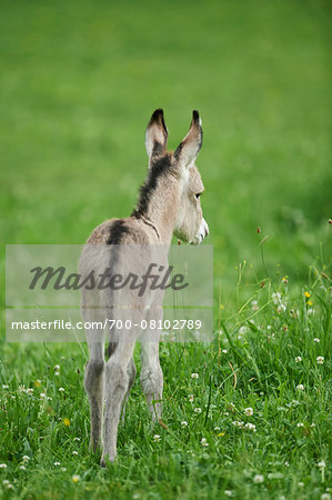 Close-up of 8 hour old Donkey (Equus africanus asinus) Foal on Meadow in Summer, Upper Palatinate, Bavaria, Germany Close-up of 8 hour old Donkey (Equus africanus asinus) Foal on Meadow in Summer, Upper Palatinate, Bavaria, Germany