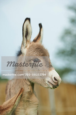 Close-up of 8 hour old Donkey (Equus africanus asinus) Foal on Meadow in Summer, Upper Palatinate, Bavaria, Germany