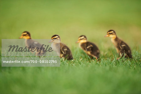 Portrait of Indian Runner (Anas platyrhynchos domesticus) Ducklings on Meadow in Summer, Upper Palatinate, Bavaria, Germany