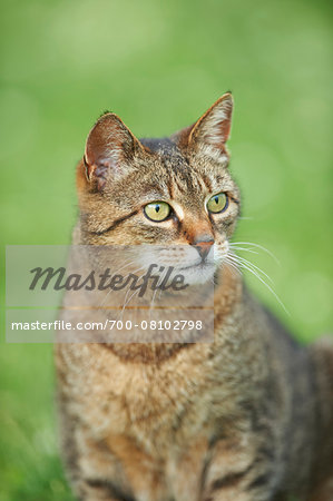 Close-up of Domestic Cat (Felis silvestris catus) on Meadow in Summer, Upper Palatinate, Bavaria, Germany