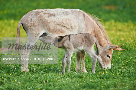 Portrait of Mother Donkey (Equus africanus asinus) with 8 hour old Foal on Meadow in Summer, Upper Palatinate, Bavaria, Germany