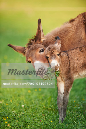 Close-up of Mother Donkey (Equus africanus asinus) with one week old Foal on Meadow in Summer, Upper Palatinate, Bavaria, Germany