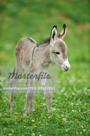 Portrait of 8 Hour Old Donkey (Equus africanus asinus) Foal on Meadow in Summer, Upper Palatinate, Bavaria, Germany