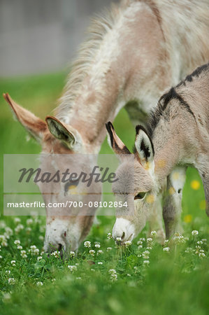 Close-up of Mother Donkey (Equus africanus asinus) with 8 Hour Old Foal on Meadow in Summer, Upper Palatinate, Bavaria, Germany