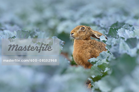 European Brown Hare (Lepus europaeus) in Red Cabbage Field in Summer, Hesse, Germany