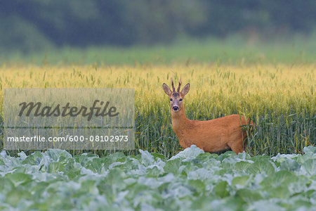 Western Roe Buck (Capreolus capreolus) in Summer, Hesse, Germany