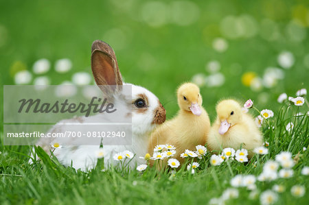 Muscovy Ducklings (Cairina moschata) and Domestic Rabbit on Meadow in Spring, Upper Palatinate, Bavaria, Germany