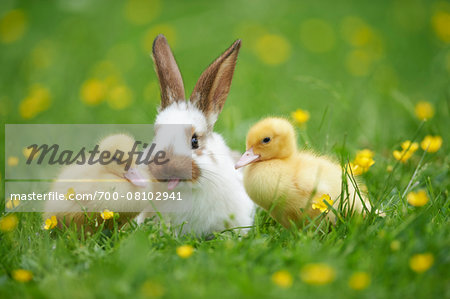 Muscovy Ducklings (Cairina moschata) and Domestic Rabbit on Meadow in Spring, Upper Palatinate, Bavaria, Germany