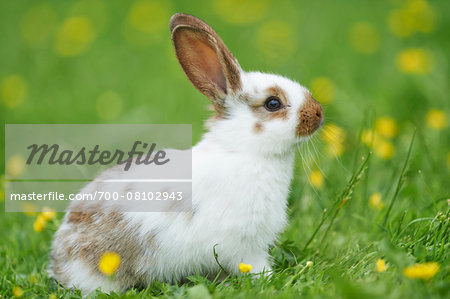 Domestic Rabbit on Meadow in Spring, Upper Palatinate, Bavaria, Germany