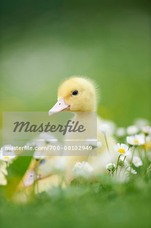 Muscovy Ducklings (Cairina moschata) on Meadow in Spring, Upper Palatinate, Bavaria, Germany