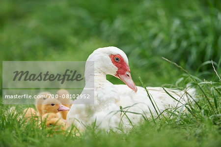 Mother Muscovy Duck (Cairina moschata) with Ducklings on Meadow in Spring, Upper Palatinate, Bavaria, Germany