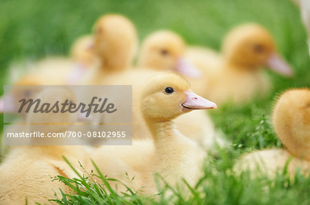 Group of Muscovy Ducklings (Cairina moschata) on Meadow in Spring, Upper Palatinate, Bavaria, Germany