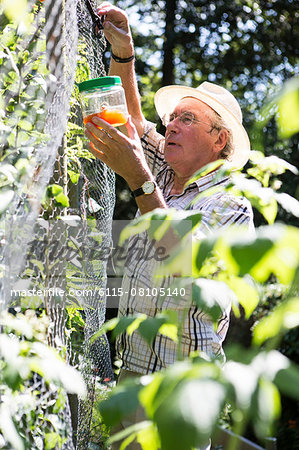 Senior man examining snail trap, Bournemouth, County Dorset, UK, Europe