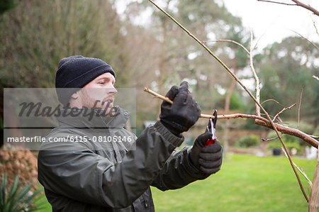 Man pruning branch of tree with shears, Bournemouth, County Dorset, UK, Europe