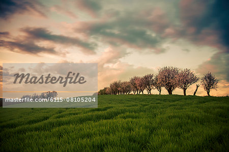 Trees in landscape against dramatic sky