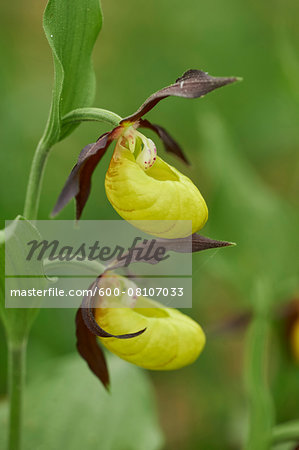 Close-up of lady's-slipper orchid (Cypripedium calceolus) blossom in a forest in early summer, Upper Palatinate, Bavaria, Germany