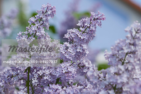 Close-up of common lilac (Syringa vulgaris) blossoms in early summer, Upper Palatinate, Bavaria, Germany