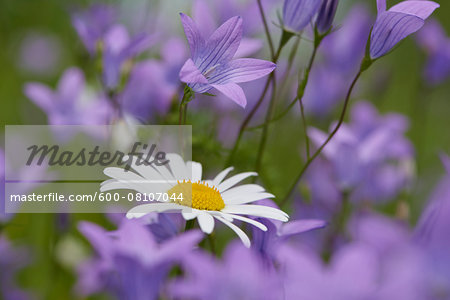 Close-up of a flower meadow with ox-eye daisy (Leucanthemum vulgare) and spreading bellflower (Campanula patula) blossoms in early summer, Upper Palatinate, Bavaria, Germany