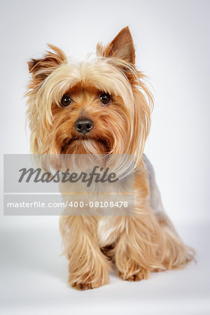 Funny Yorkshire terrier