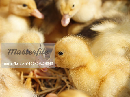 Group of amusing small yellow ducklings on the litter of straw