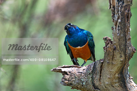 Superb starling ( Lamprotornis superbus) on a branch of a tree