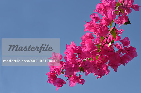 Pink  bougainvillea flowers against the blue sky background.