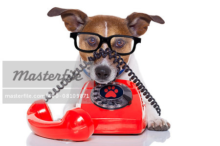 jack russell dog with  glasses as secretary or operator with red old  dial telephone or retro classic phone