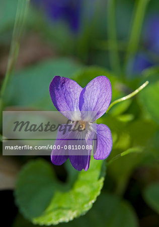 Viola odorata against the green leaves background.  It is commonly known as wood violet, sweet violet, English violet, common violet, florist's violet or garden violet.