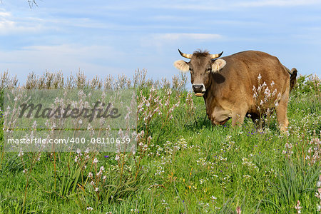 Mountain cows grazing in green meadow full of grass in the spring.