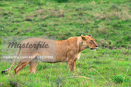 Lioness is watching its prey in savanna