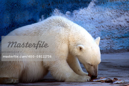 Polar bear eating fresh fish in the zoo