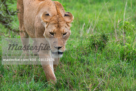 Closeup photography of angry severe lioness going for a hunt