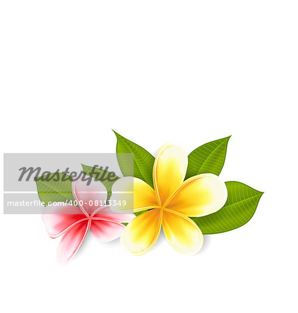 Illustration pink and yellow frangipani (plumeria), exotic flowers isolated on white background - vector