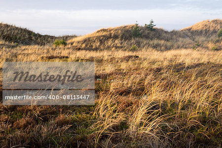 Dune landscape in Skagen, Denmark with vegetation and hills