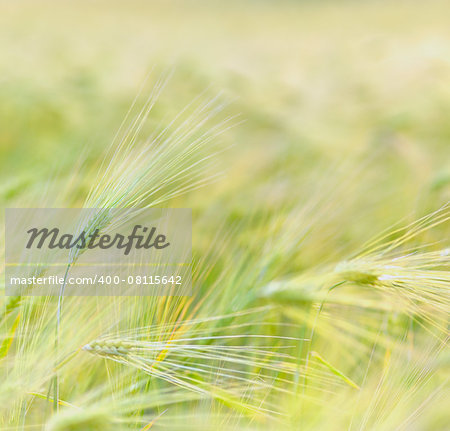 Wheat field in summer time