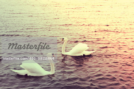 stunning white swan on the blue water of a lake , natural ambient ,