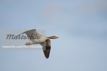 Close-up of Flying Greylag Goose (Anser anser) in Spring, Franconia, Bavaria, Germany