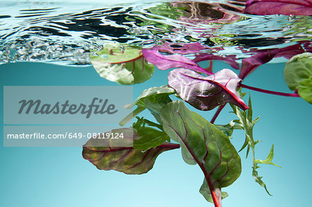 Salad leaves floating in water Salad leaves floating in water