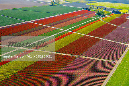 Aerial view of colorful tulip fields and paths