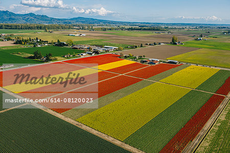 Aerial view of colorful tulip fields and distant mountains